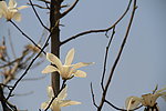 玉兰花
