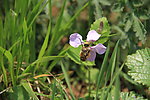 蜜蜂
