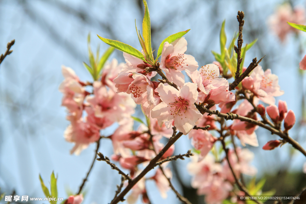 桃花