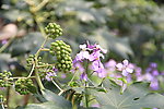 紫花青果