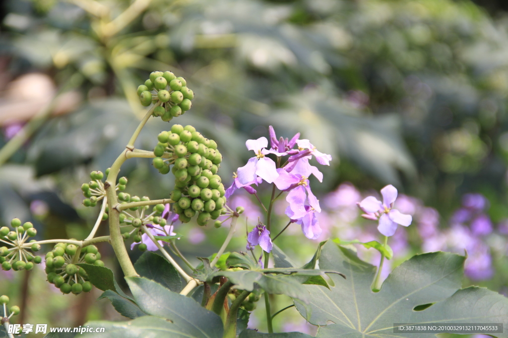 紫花青果