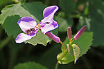 蜜蜂采花