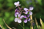 紫花