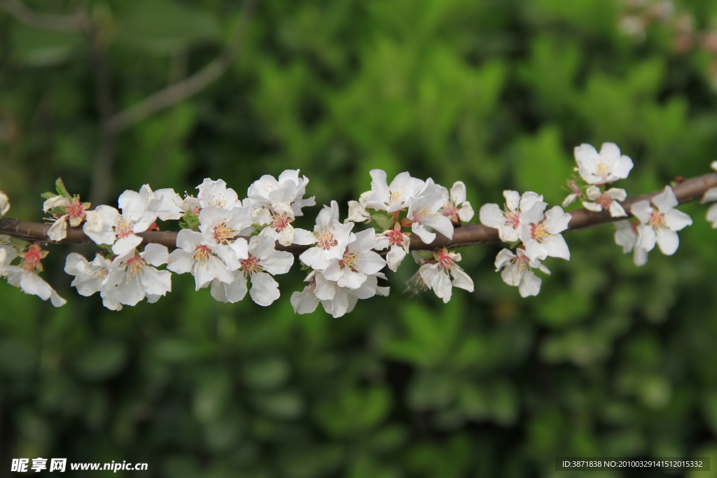 桃花