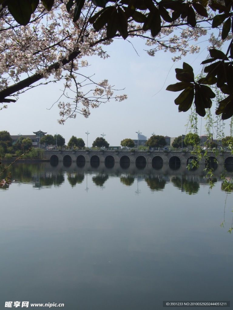 信之花