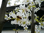 鲜花