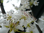 鲜花