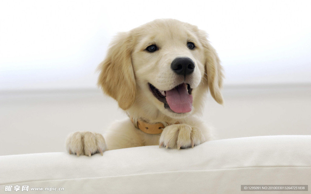 狗狗