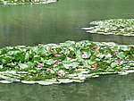 圆明院湖上的莲花
