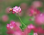 小紅花
