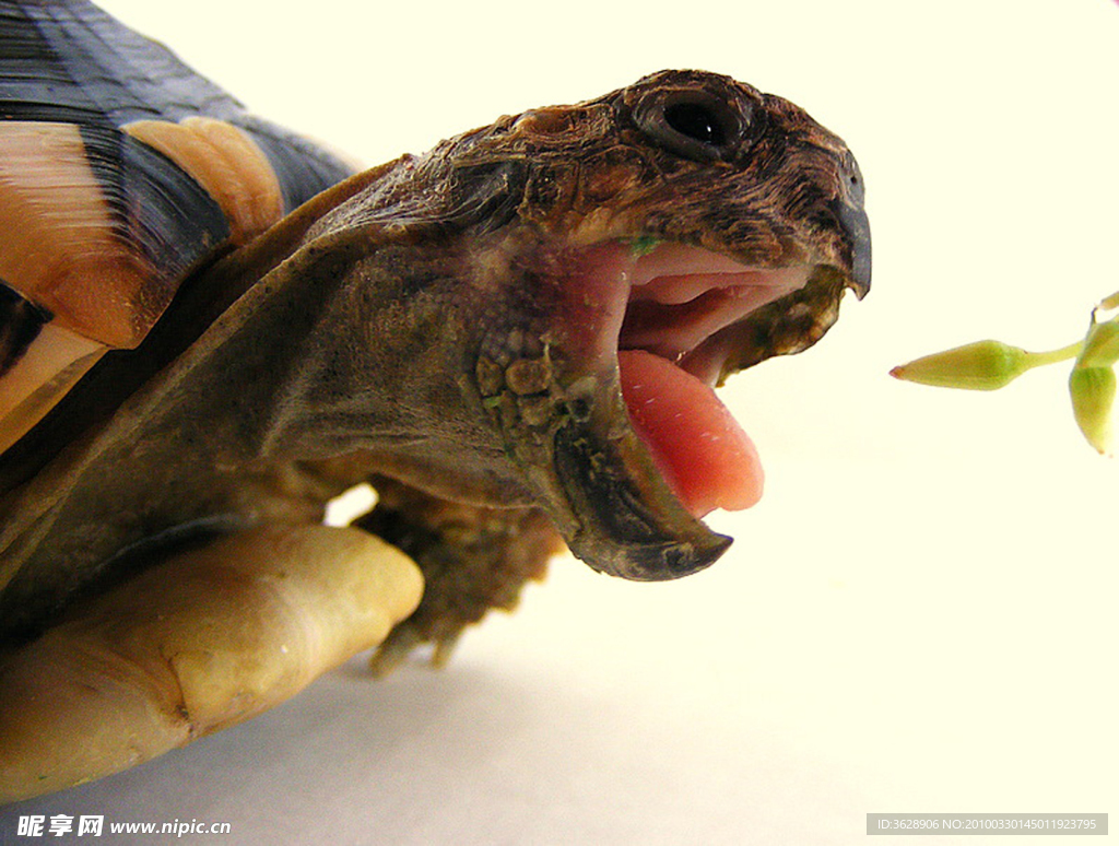 如何区分玳瑁、红海龟、绿海龟、棱皮龟等各种海龟？ - 知乎