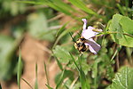 蜜蜂