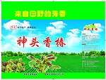 神头香椿箱子