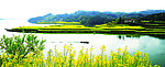 油菜花