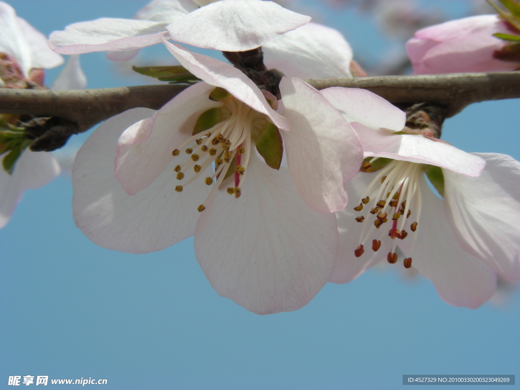 桃花