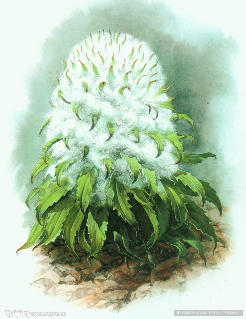 雪莲 高清扫描