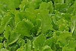生菜