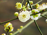 白色桃花
