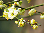 白色桃花