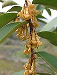 野果花与叶