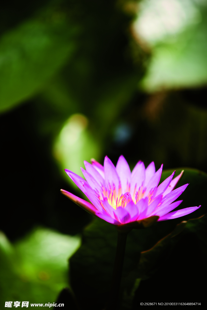 花卉