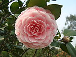 茶花