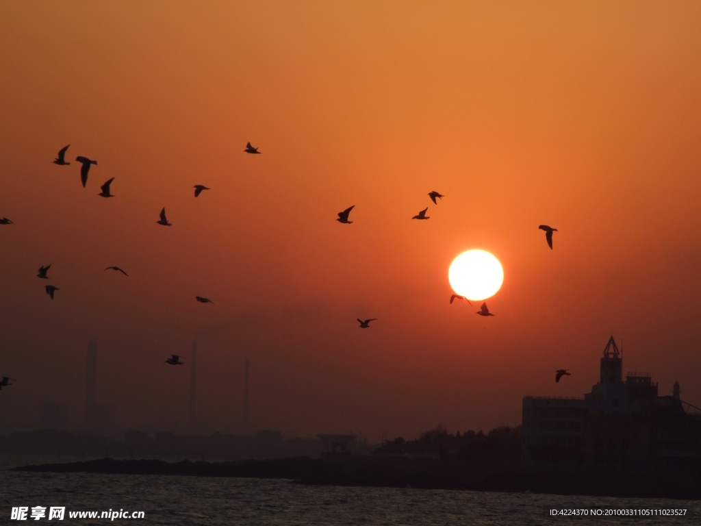 翱翔海鸥夕阳伴