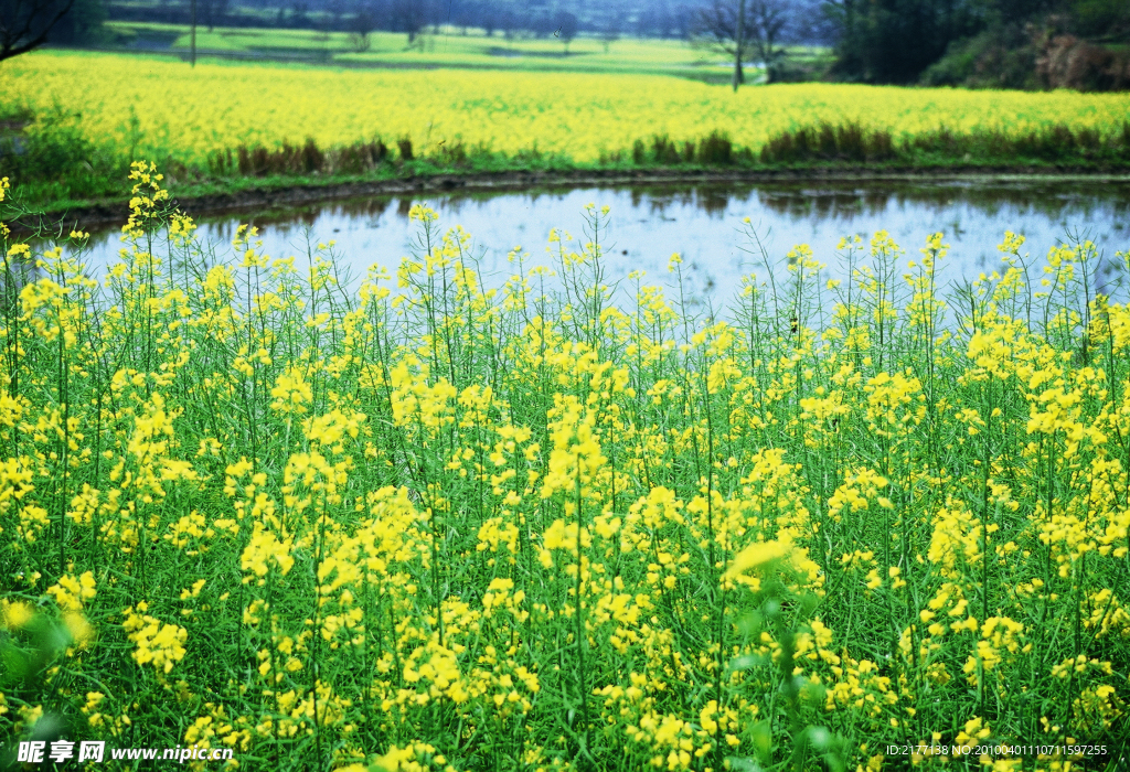 油菜花