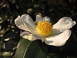 山茶花