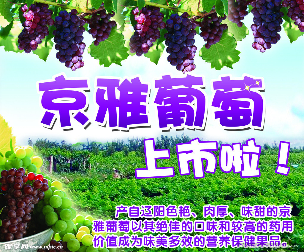 葡萄 葡萄园