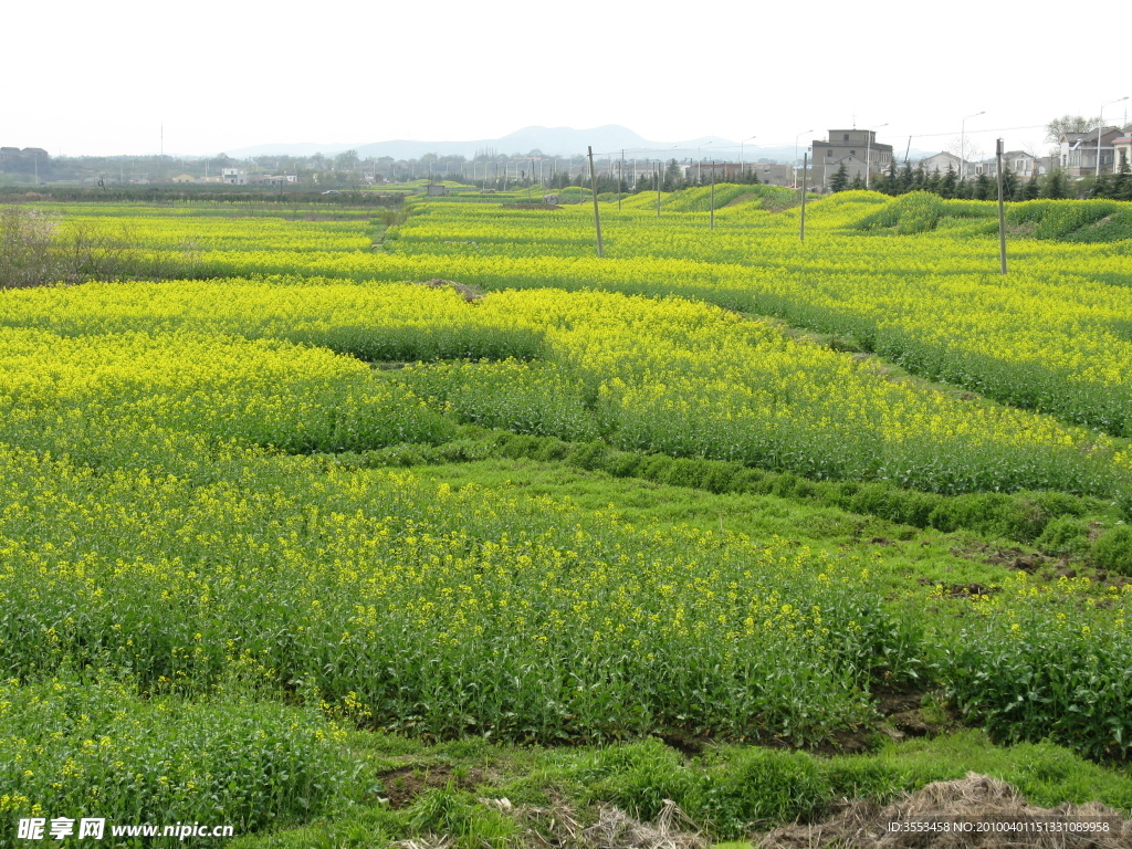 油菜花