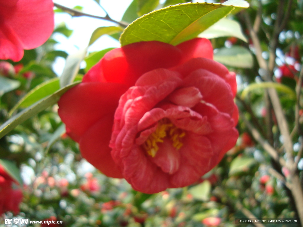 茶花
