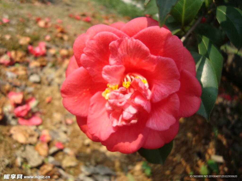 茶花