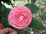 茶花