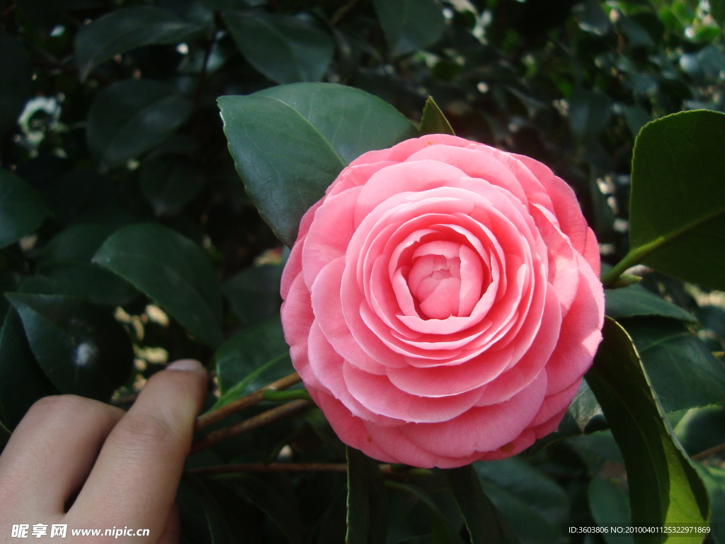 茶花