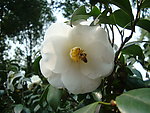 茶花