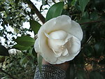茶花