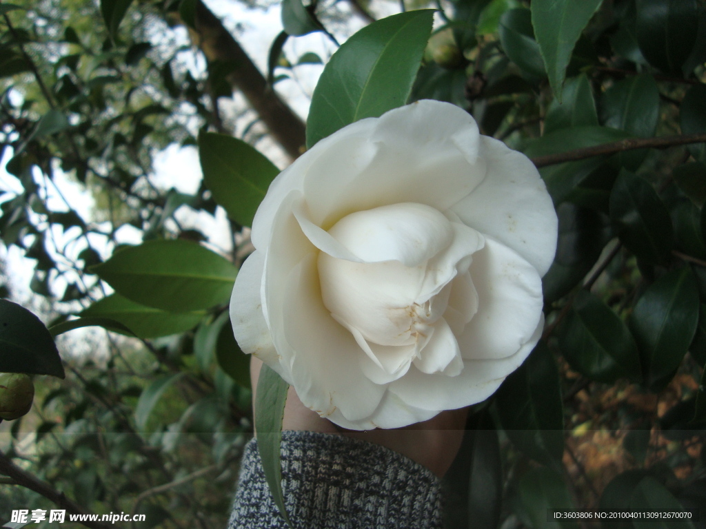 茶花