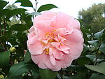 茶花
