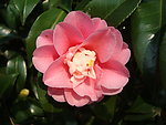 茶花