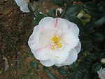 茶花