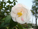 茶花