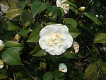 茶花