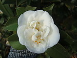 茶花