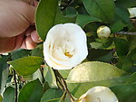 茶花