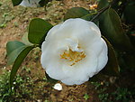 茶花