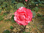 茶花