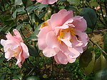 茶花