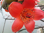 木棉花