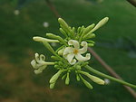 花蕾